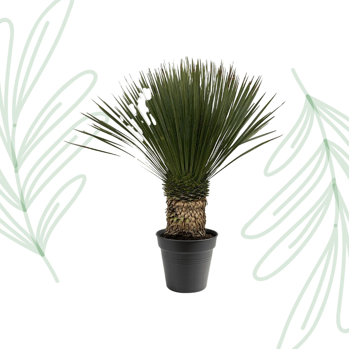 Yucca Rostrata - 80-100 cm - Forestbloom
