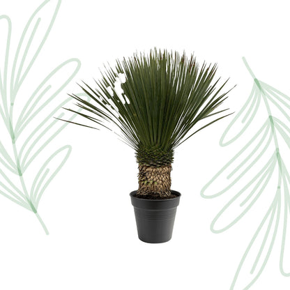 Yucca Rostrata - 80-100 cm - Forestbloom