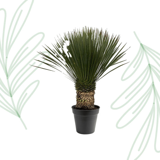 Yucca Rostrata - 80-100 cm - Forestbloom