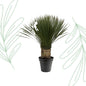 Yucca Rostrata - 80-100 cm - Forestbloom