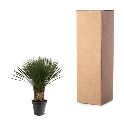Yucca Rostrata - 80-100 cm - Forestbloom
