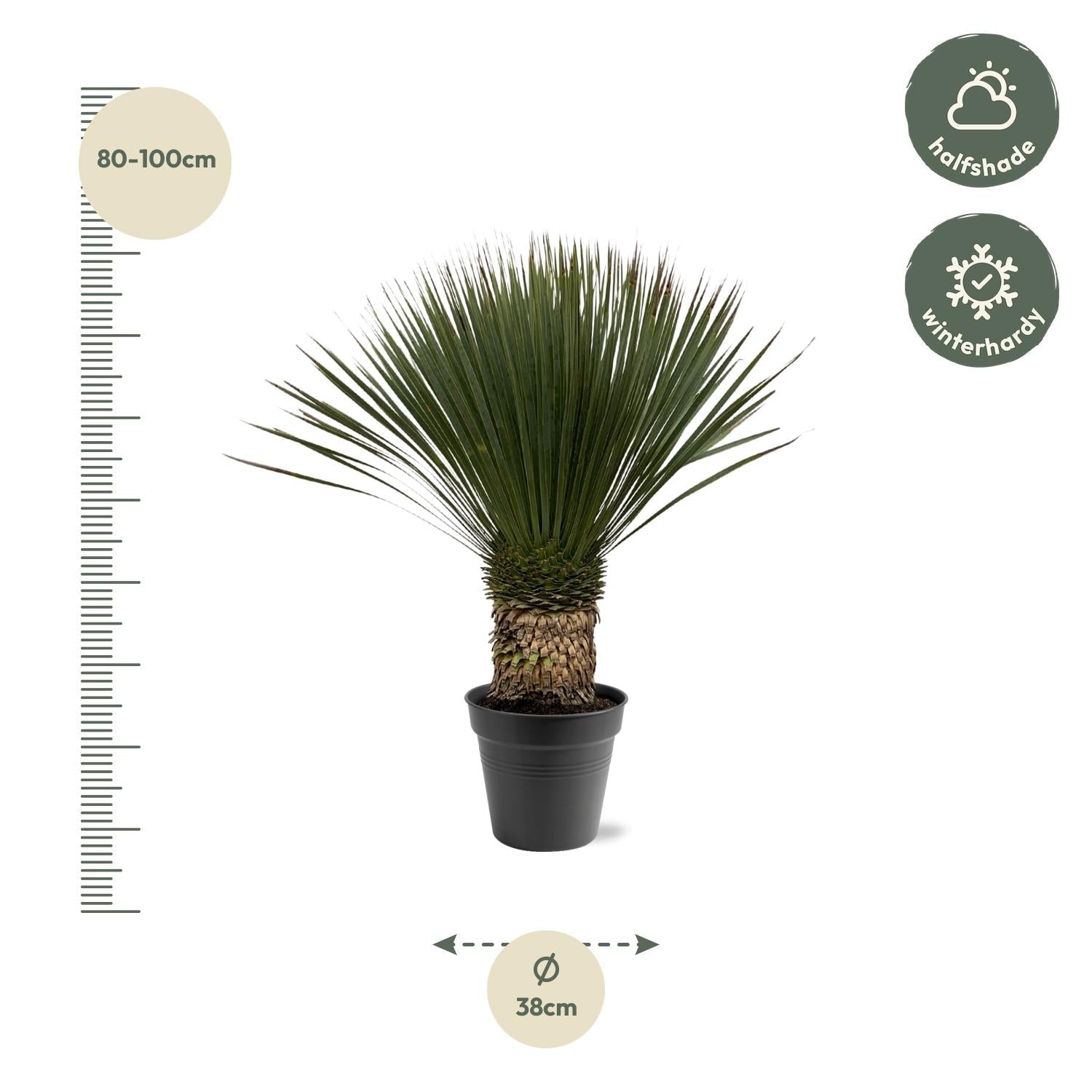 Yucca Rostrata - 80-100 cm - Forestbloom