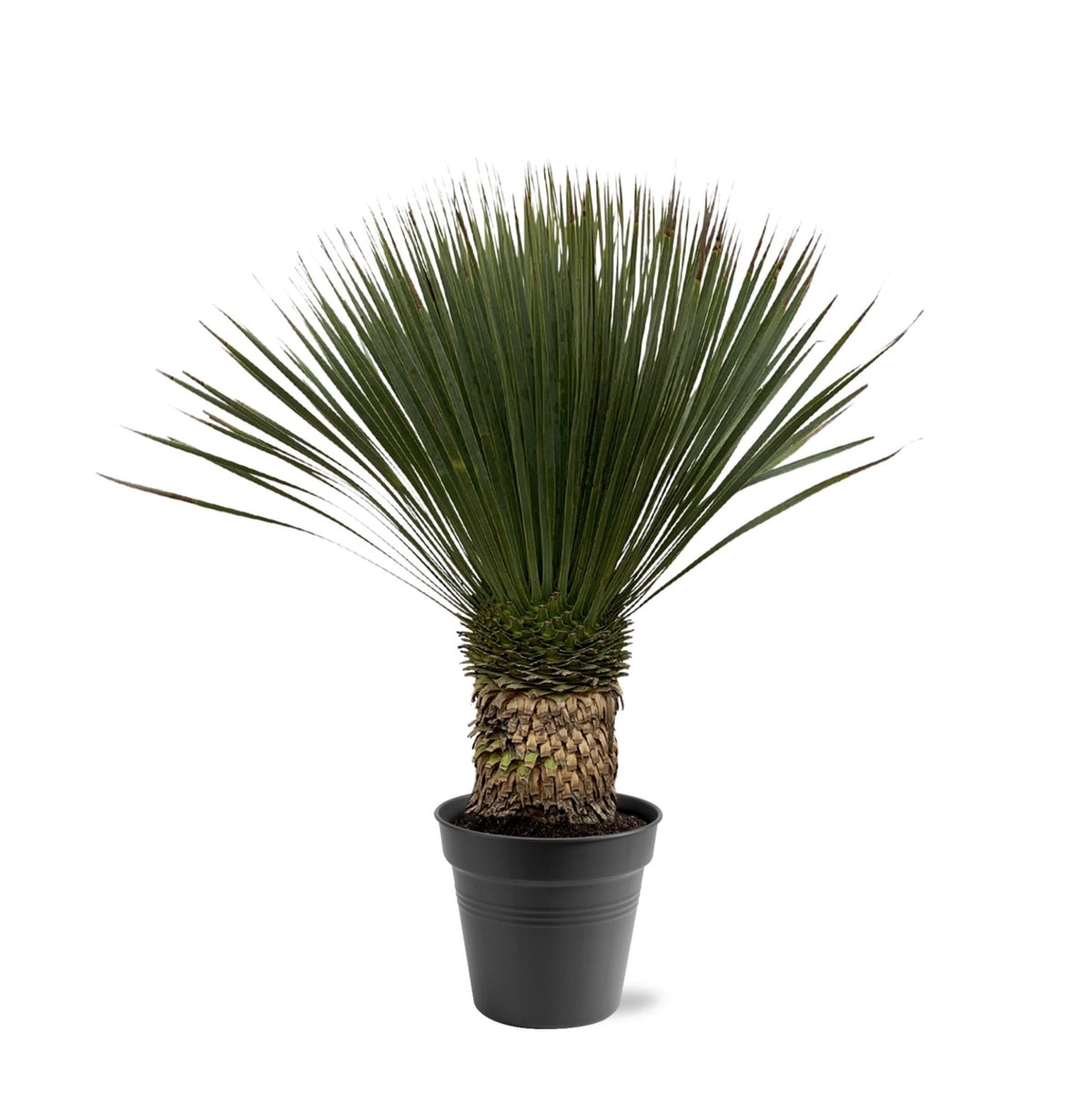 Yucca Rostrata - 80-100 cm - Forestbloom