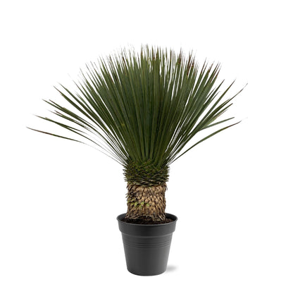 Yucca Rostrata - 80-100 cm - Forestbloom