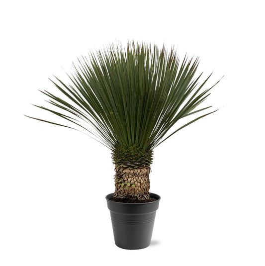 Yucca Rostrata - 80-100 cm - Forestbloom