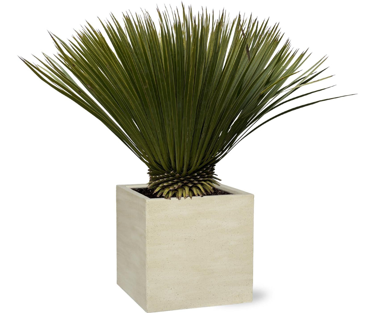 Yucca Rostrata - 80 cm - Forestbloom