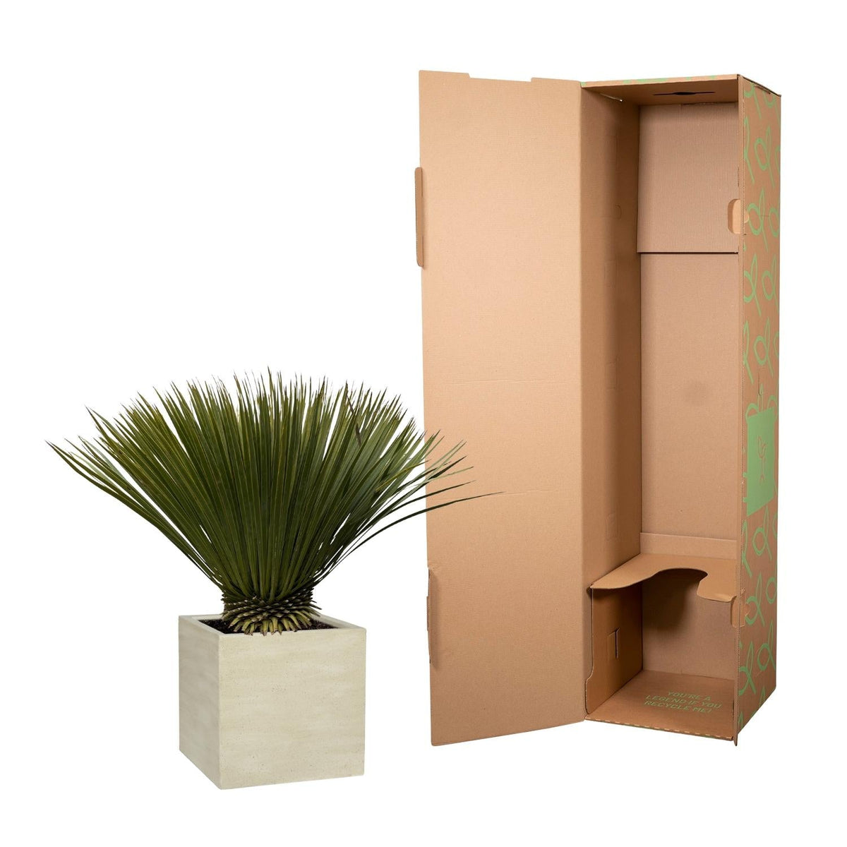 Yucca Rostrata - 80 cm - Forestbloom