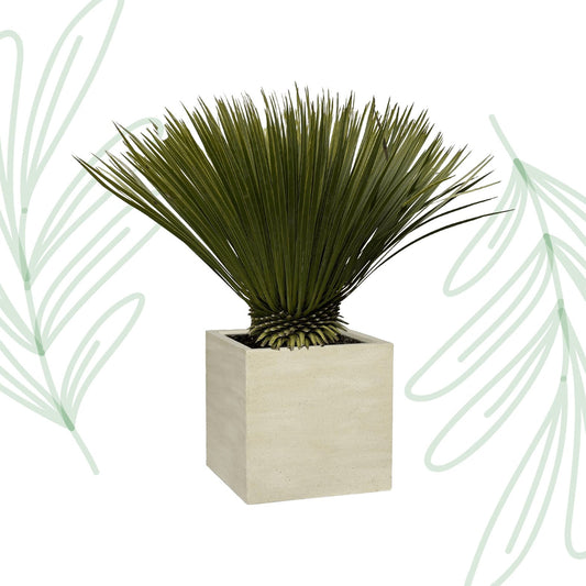 Yucca Rostrata - 80 cm - Forestbloom