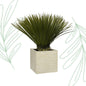 Yucca Rostrata - 80 cm - Forestbloom
