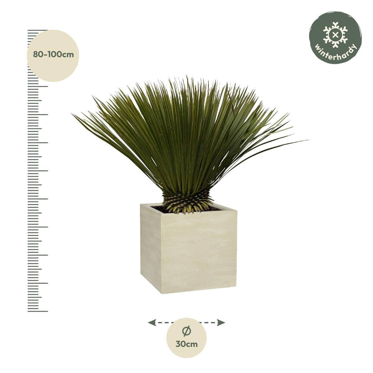 Yucca Rostrata - 80 cm - Forestbloom