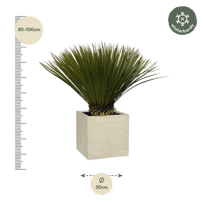 Yucca Rostrata - 80 cm - Forestbloom