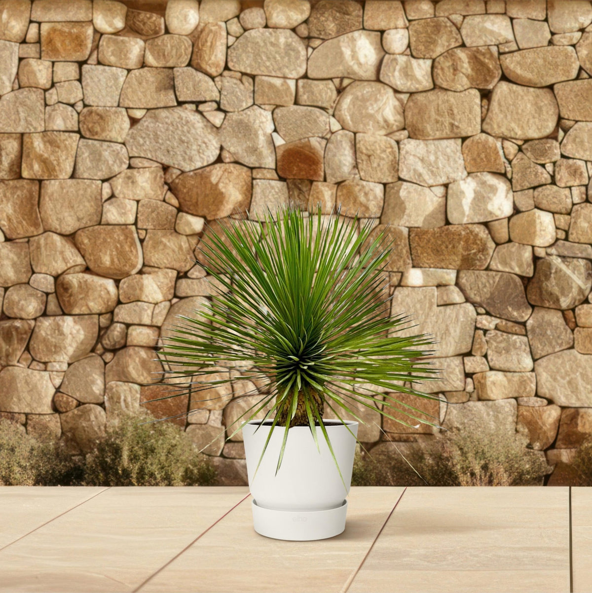 Yucca Rostrata op stam - 70 cm - Forestbloom