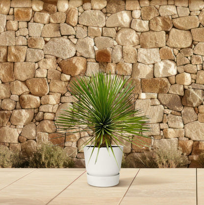 Yucca Rostrata op stam - 70 cm - Forestbloom