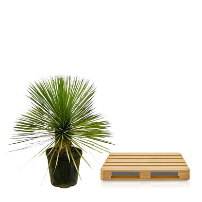 Yucca Rostrata op stam - 70 cm - Forestbloom