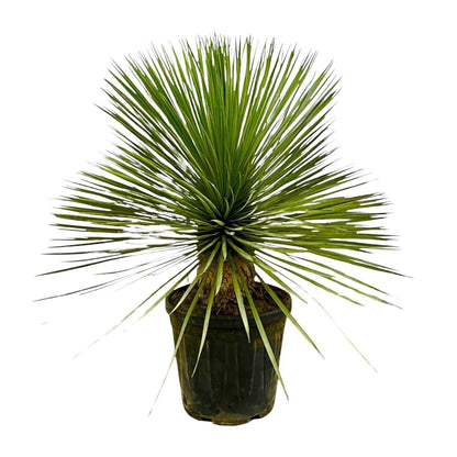Yucca Rostrata op stam - 70 cm - Forestbloom