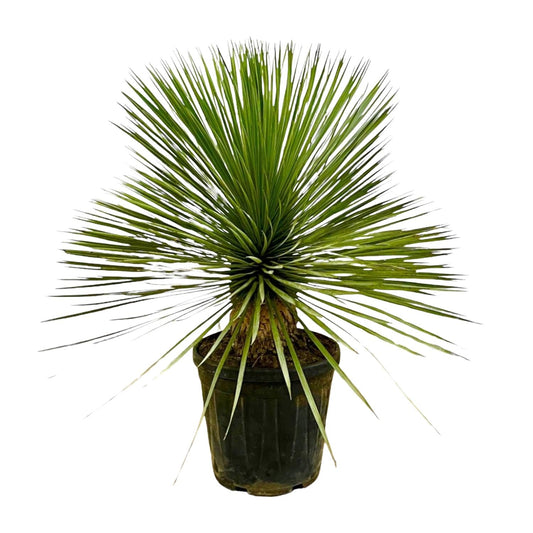 Yucca Rostrata op stam - 70 cm - Forestbloom