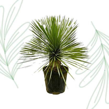 Yucca Rostrata op stam - 70 cm - Forestbloom