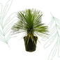Yucca Rostrata op stam - 70 cm - Forestbloom