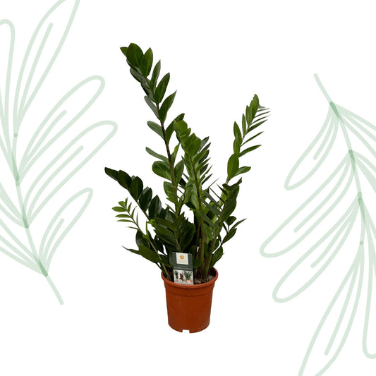 Zamioculcas - 75 cm - Forestbloom