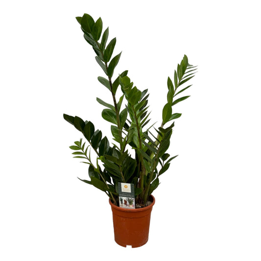 Zamioculcas - 75 cm - Forestbloom