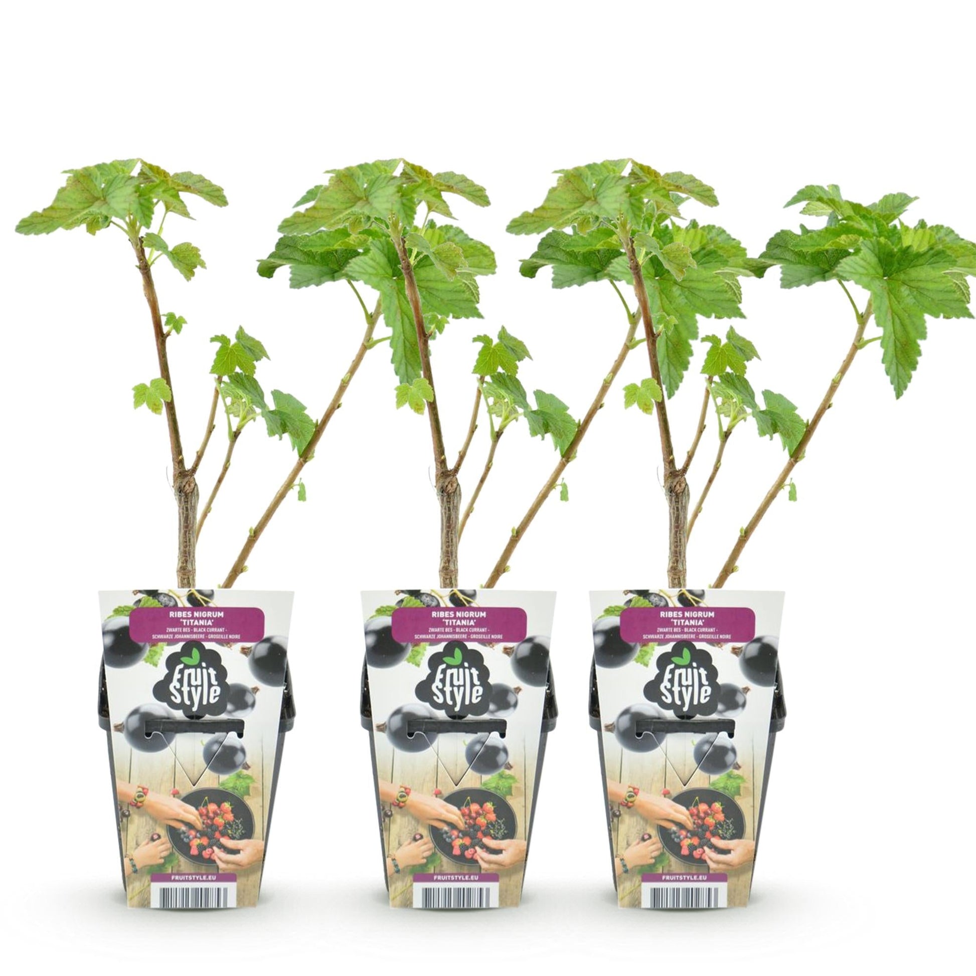 Zwarte Bes - Ribes nigrum Titania - Winterhard - 3 Planten - Forestbloom