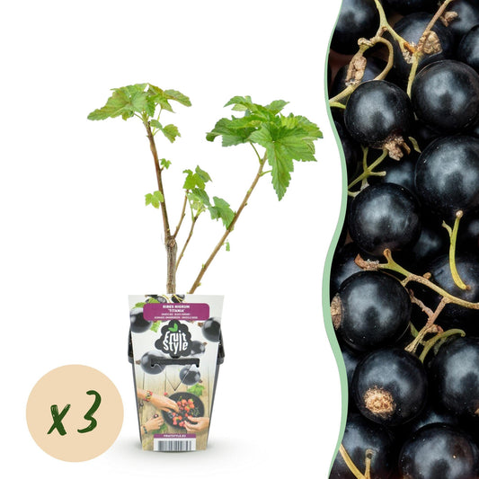 Zwarte Bes - Ribes nigrum Titania - Winterhard - 3 Planten - Forestbloom
