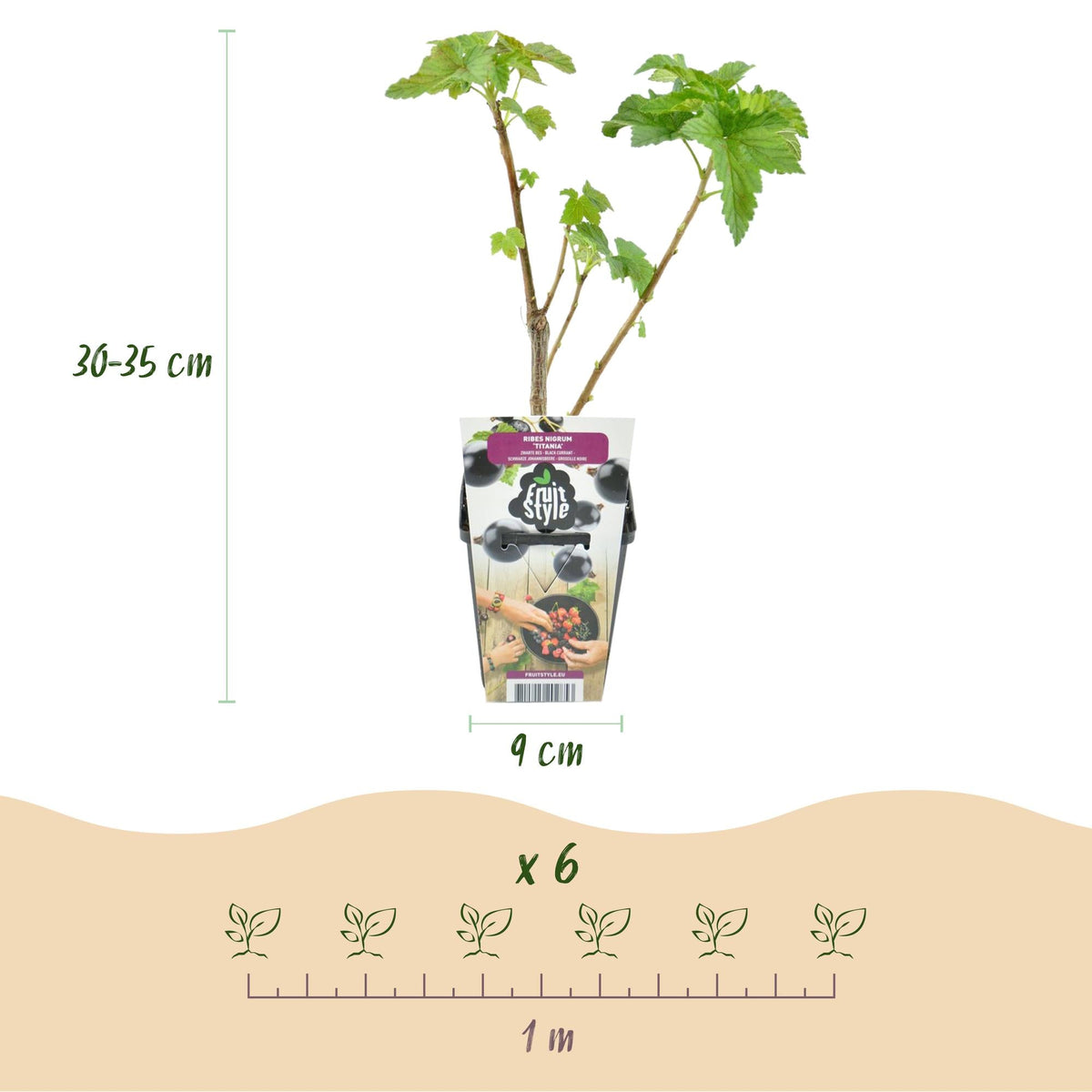 Zwarte Bes - Ribes nigrum Titania - Winterhard - 6 Planten - Forestbloom