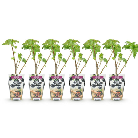 Zwarte Bes - Ribes nigrum Titania - Winterhard - 6 Planten - Forestbloom